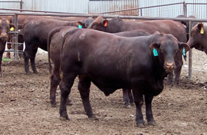 Five Oaks Ranch - Sale